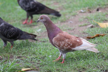 Pigeon,  it lives in NONG PRA JAK public park,  at UDONTHANI province THAILAND. © PICHAYANON