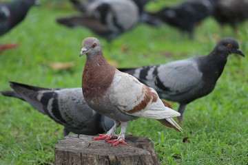 Pigeon,  it lives in NONG PRA JAK public park,  at UDONTHANI province THAILAND. © PICHAYANON