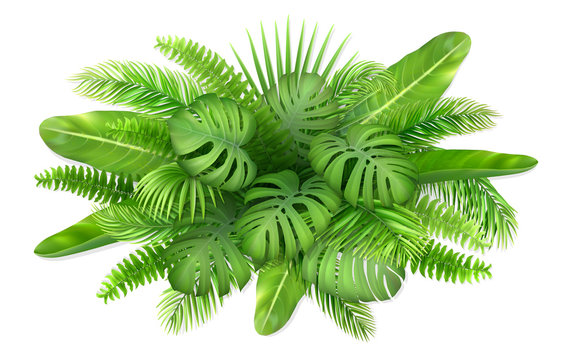 A Bunch Of Tropical Leaves. Foliage Of Exotic Plants. Vector Realistic Illustration For Decorating A Greeting Card, Invitation Or Flyer.