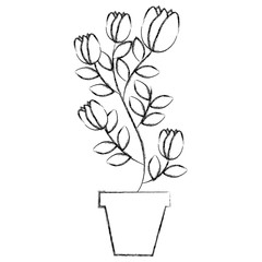 potted plant flowers tulip decoration vector illustration