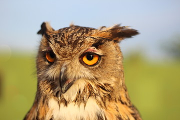 lo sguardo penetrante del gufo reale
