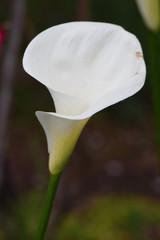 Angled White Arum