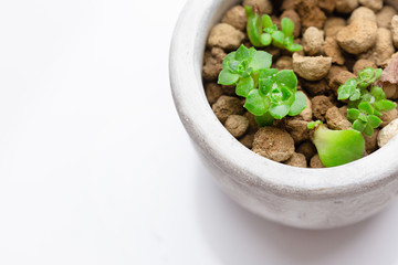 小さい多肉植物、株分け、黄麗、白背景