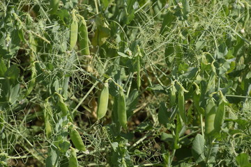 Green peas in the field. Growing peas in the field. Stems and pods of peas