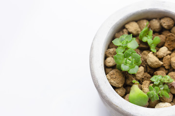 小さい多肉植物、株分け、黄麗、白背景