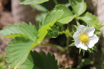 flowers, white, strawberry, strawberry, plants, petals, summer, tenderness, green, Sunny, yellow