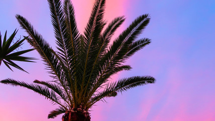Fototapeta na wymiar Palm tree with beautiful pink and blue sky at sunset in the background. Concept for traveling to tropical / exotic places, vacation and holiday. Background