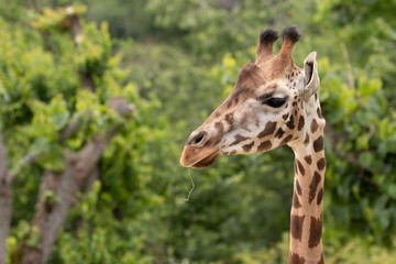 Rothschild's giraffe.