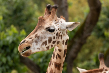Naklejka premium Rothschild's giraffe.