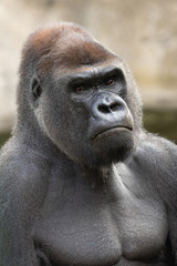Obraz premium Silverback gorilla portrait