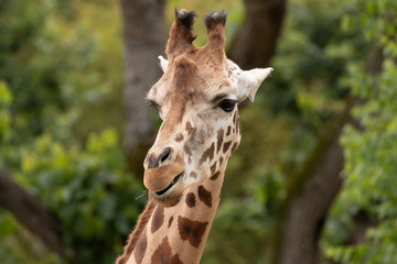 Rothschild's giraffe.
