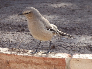 mockingbird