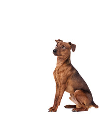 Miniature Pinscher Dog on White Background
