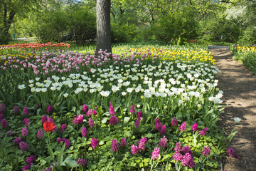 flower bed with multi-colored tulips. Aptekarsky Ogorod (a branch of the Botanical Garden of Moscow State University), Moscow, Russia