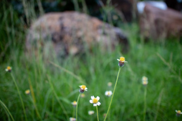 Small flowers Natural background blurring