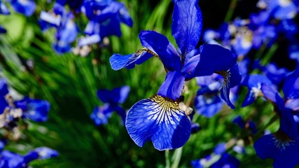 Iris, Wasserlilie, Sumpflilie © Omm-on-tour