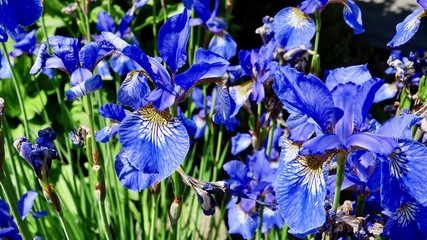 Iris, Wasserlilie, Sumpflilie © Omm-on-tour