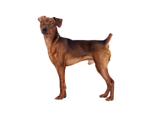 Dog Standing On A White Background