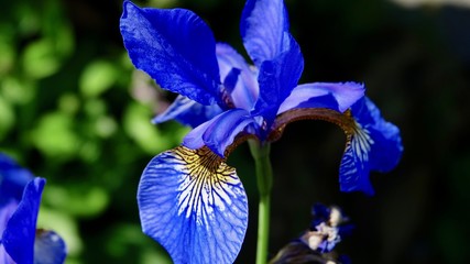 Iris, Wasserlilie, Sumpflilie © Omm-on-tour