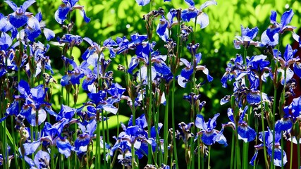 Iris, Wasserlilie, Sumpflilie © Omm-on-tour