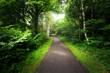 Bosque