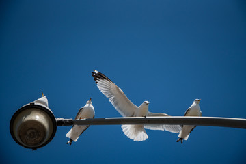 Seagull Birds Spread Wings Landing on Light Post