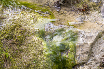 little brook detail