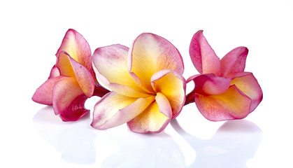 Plumeria or frangipani tropical flowers isolated on white background.clipping path