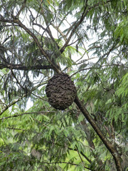 termites nest