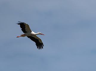 a white stork (Ciconia ciconia) flying above the nature reserve Kuehkopf, Hesse, Germany