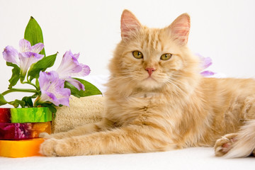 red cat in bathroom accessories, near  handmade soap, luff,  alstroemeria flower
