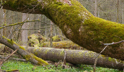 Moss and lichen wrapped tree parts