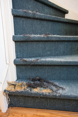 Old Staircase with damaged carpet