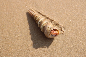 Hermit crab in a shell on the sand