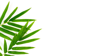 Bamboo leaves on white background