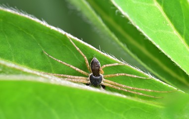 Garden Spider on the Lupin