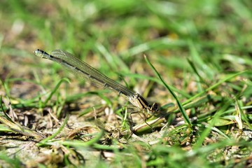 Damselfly in the garden
