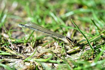 Damselfly in the garden