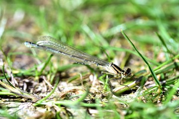 Damselfly in the garden