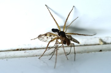 Crab spider with its meal