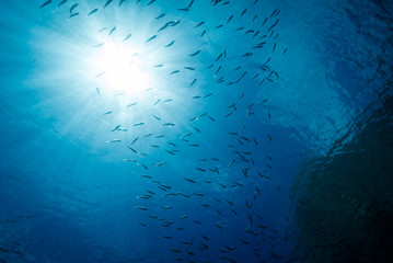 Fototapeta na wymiar School of small Mediterranean fishes swimming below the water surface