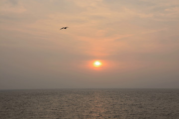 Fototapeta na wymiar Sunrise and seagul