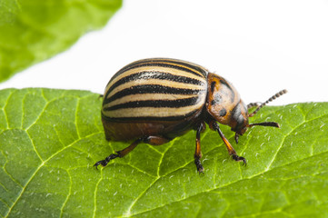 The Colorado potato beetle (Leptinotarsa decemlineata) -  pest of potatoes and tomatoes
