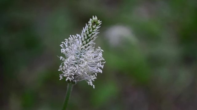 Plantago, plantains, fleaworts, flower