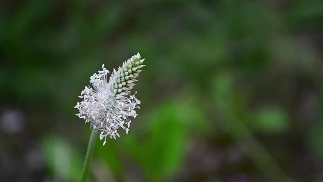Plantago, plantains, fleaworts, flower