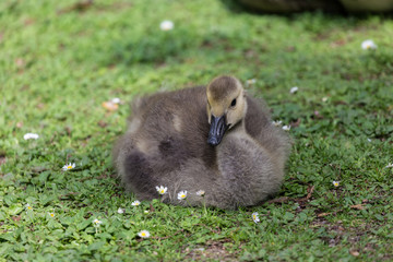 Young goose