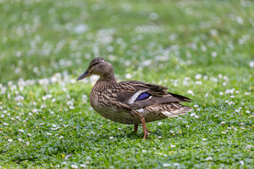 Duck