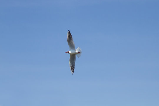 Gull flying over blue sky