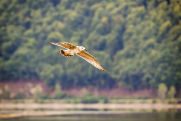 the seagull flies in front of the forest