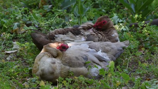 HD Video of two The&nbsp;Muscovy Ducks&nbsp;(Cairina moschata) resting in green foliage. The domestic breed, Cairina moschata domestica, is commonly known in Spanish as the pato criollo.